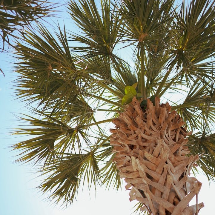 Native Soul Landscape Services Logo Native Soul Landscape Services Logo of a palm tree within a sunrise half way over the horizon.